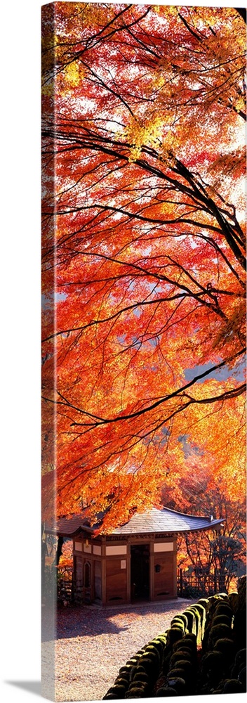 Tall and narrow photo on canvas of brightly colored trees in Japan with a small temple below.