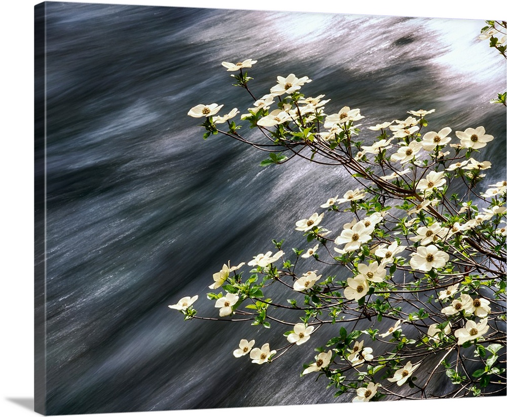 Pacific Dogwood (Cornus nuttallii) flowers blooming over Mackenzie River, Willamette National Forest, Linn County, Oregon,...