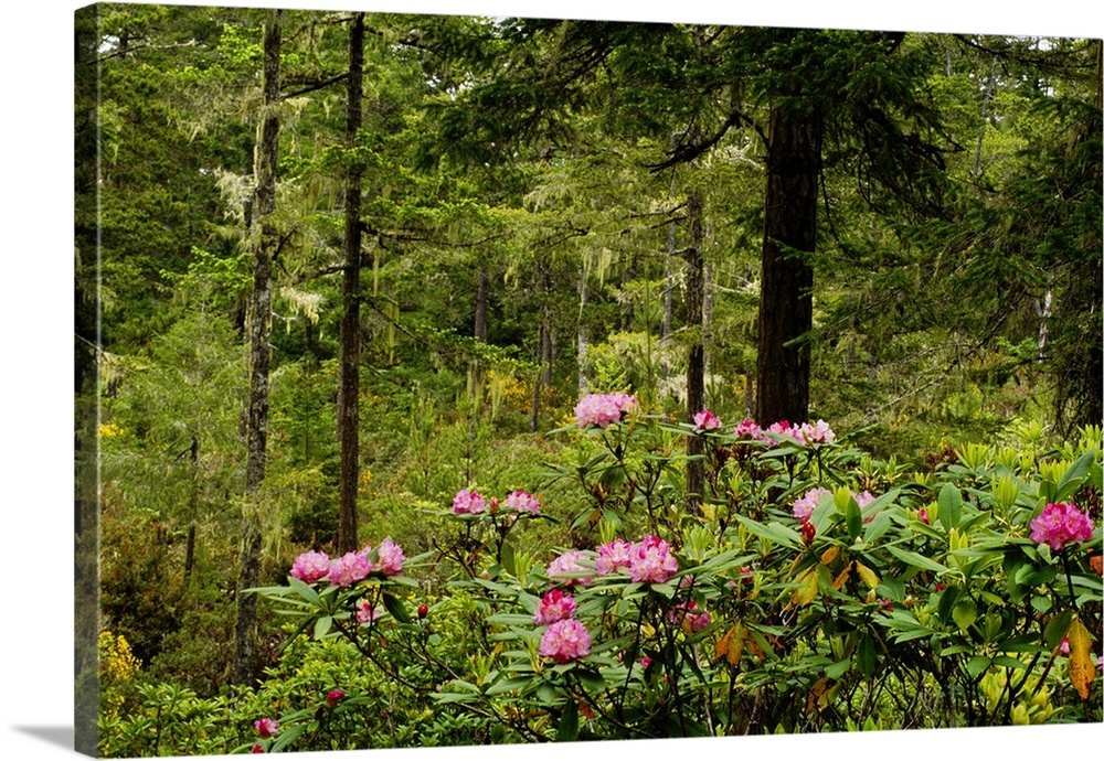 Pacific Rhododendron Flowers (Rhododendron Macrophyllum) Blooming In Forest