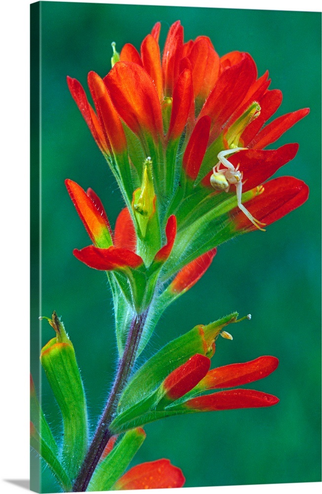 Paintbrush flower in bloom, close up, Michigan Wall Art, Canvas Prints