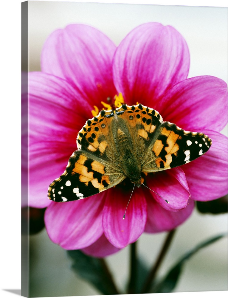 This is a close up, vertical photograph of an insect resting on a flower in this decorative art for the home or office.