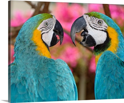 Pair of blue and gold macaws engaged in conversation, Baluarte Zoo, Philippines