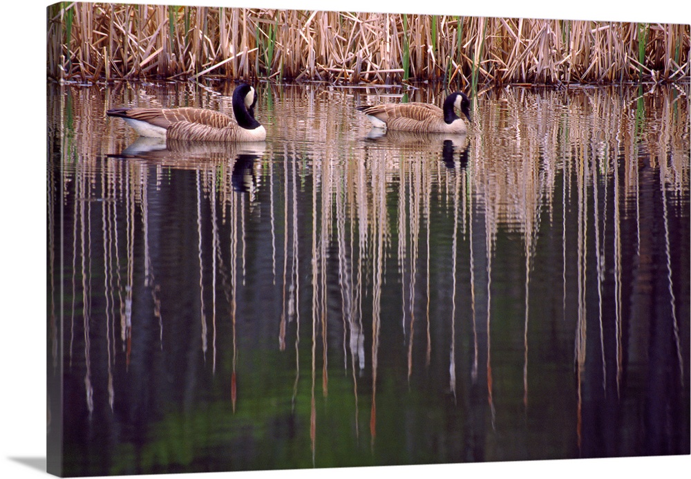 Pair Of Canada Geese On Still Water