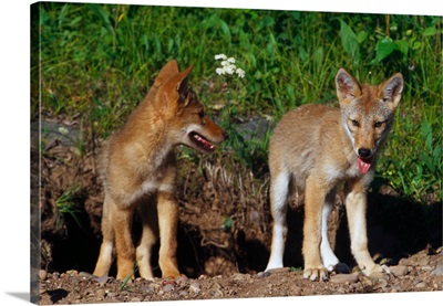 Pair of coyote pups standing side by side, Minnesota