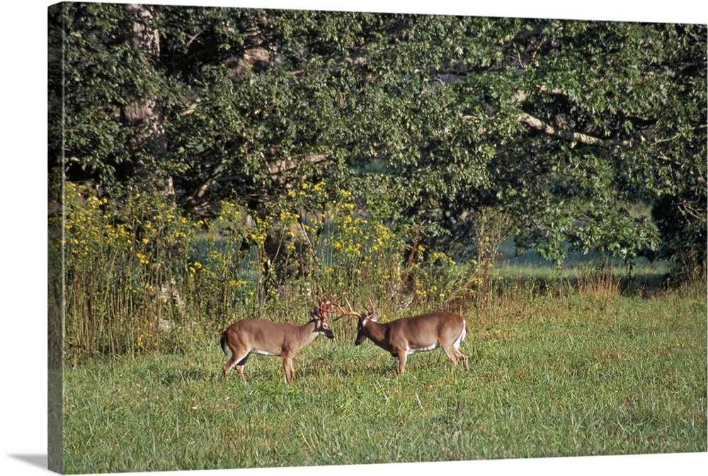 Oversized horizontal photograph of two bucks rubbing their antlers together while standing in a clearing, in front of larg...