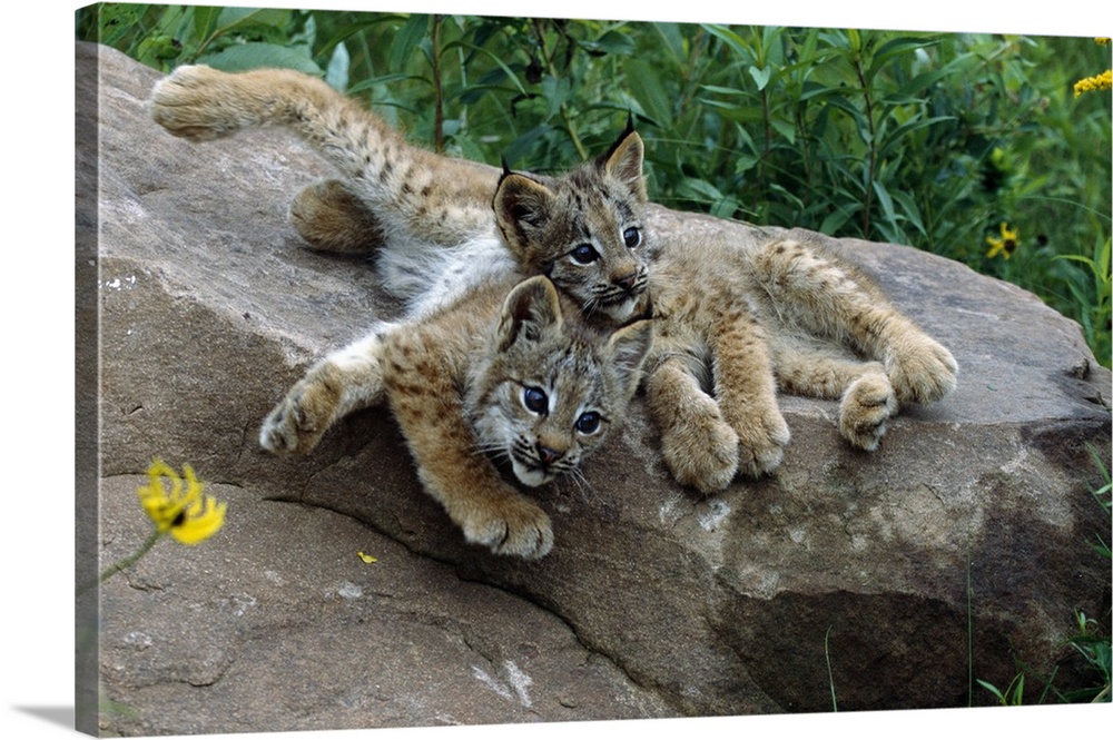 Pair of lynx kittens lying on rock, Minnesota