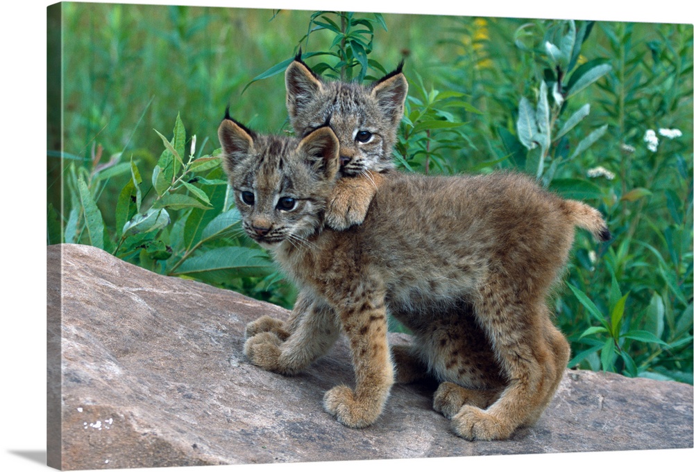 Pair of lynx kittens playing on rock, Minnesota
