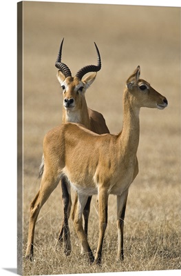 Pair of Ugandan kobs (Kobus kob thomasi) mating behavior sequence