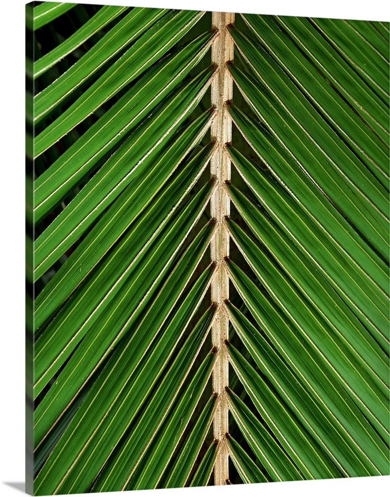 Palm Leaf Detail
