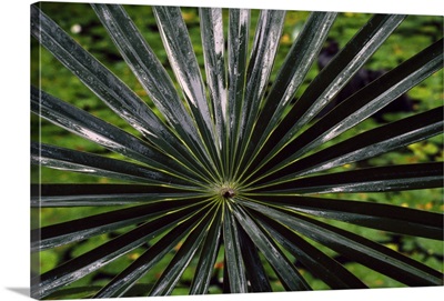 Palm Plant Detail