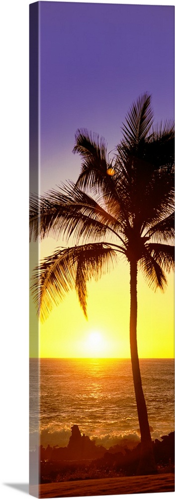 Palm tree at the coast at sunset, Waikoloa, Hawaii County, Hawaii, USA.