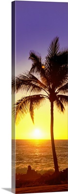 Palm tree at the coast at sunset, Waikoloa, Hawaii County, Hawaii