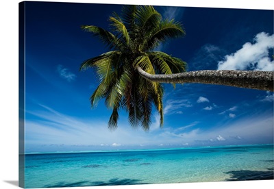 Palm tree bending over the beach, Bora Bora, Society Islands, French Polynesia