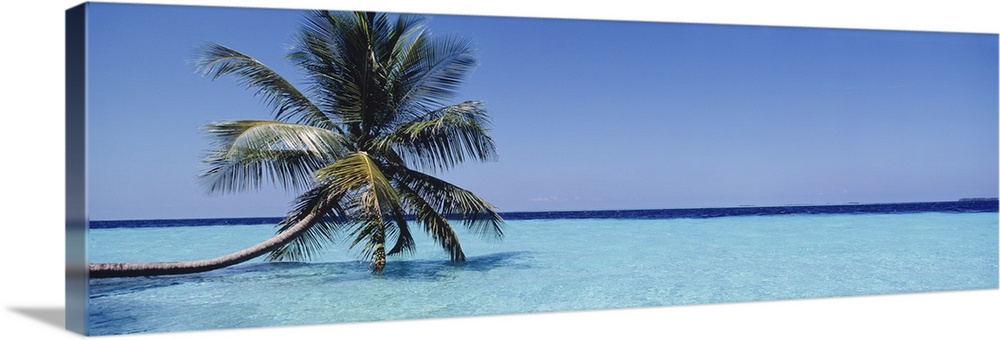 Palm tree Maldives