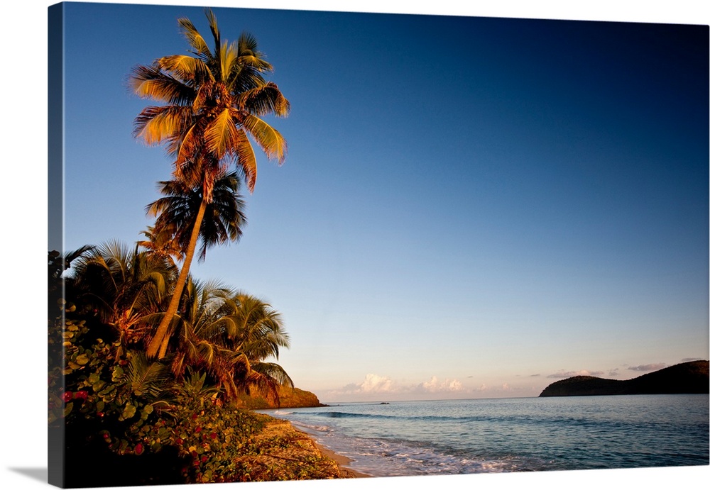 Palm tree on beach at sunset, Culebra Island, Puerto Rico