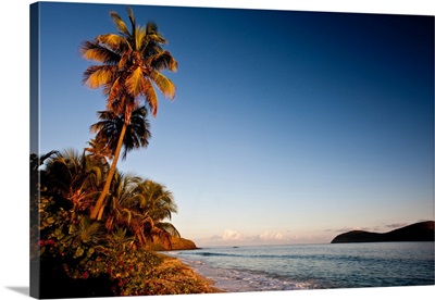 Palm tree on beach at sunset, Culebra Island, Puerto Rico