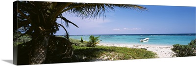 Palm tree on the beach, Caribbean Sea, Punta Bete, Yucatan, Mexico
