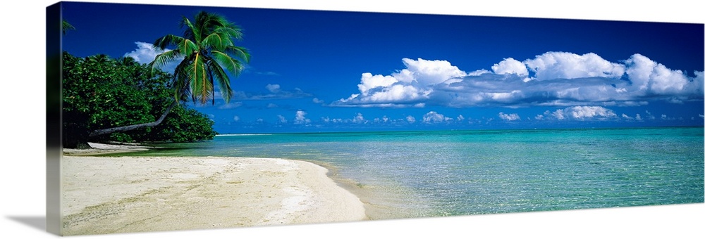 Panoramic landscape photograph of tropical plants growing the edge of the water on the shore.
