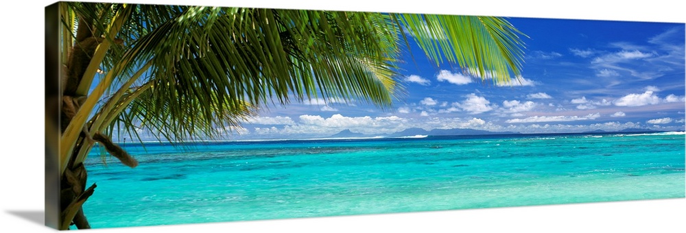 Panoramic photograph of a large palm tree waving over crystal clear ocean water under a bright blue sky.