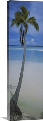 Palm tree on the beach, One Foot Island, Aitutaki, Cook Islands