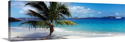 Palm tree on the beach, Salomon Beach, Virgin Islands National Park, St ...