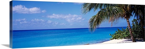 Palm tree on the beach, Seven Mile Beach, Grand Cayman, Cayman Islands ...