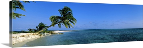 Palm tree overhanging on the beach, Laughing Bird Caye, Victoria ...