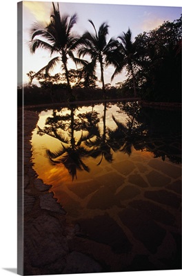 Palm tree silhouettes reflected in pool, sunrise, Tortuguero, Costa Rica.
