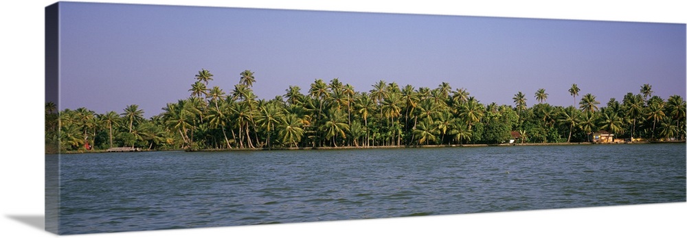 Palm trees along a lake, Vembanad Lake, Kerala, India
