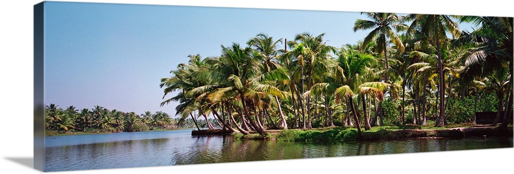 Palm trees along a river, Kerala, India