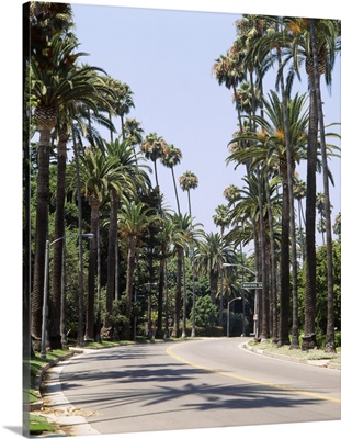 Palm trees along a road, City of Los Angeles, California