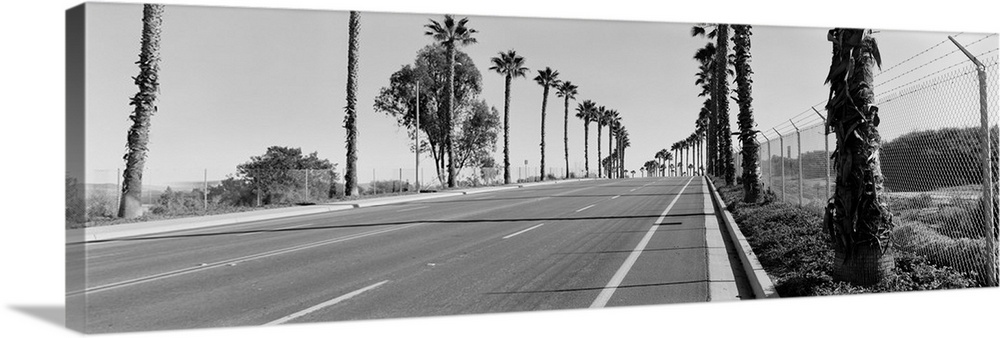 Palm trees along a road San Diego California