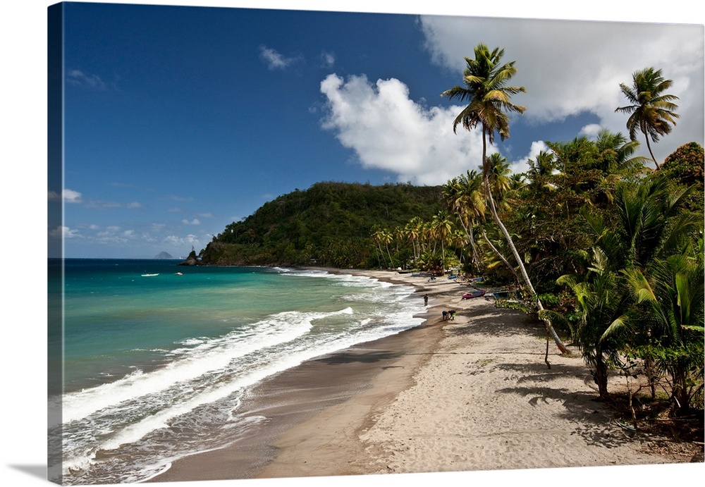 Palm trees along the beach, Grenada, Caribbean