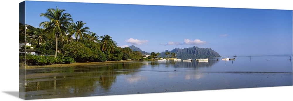 Palm trees at a coast, Kaneohe Bay, Oahu, Hawaii