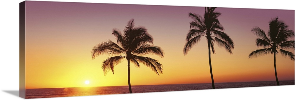 Palm trees at the coast at sunset, Waikoloa, Hawaii County, Hawaii, USA.