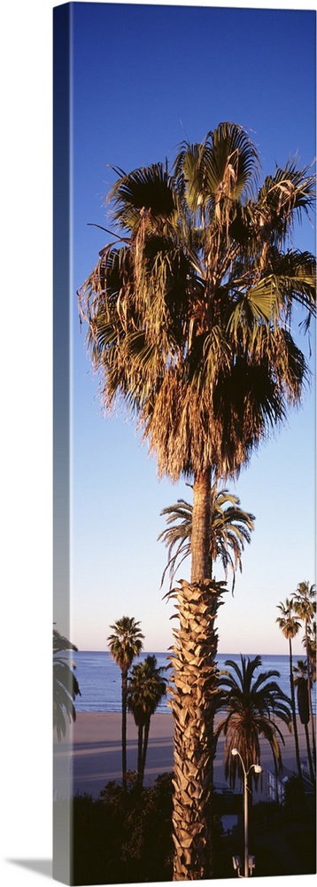 Palm Trees Los Angeles CA