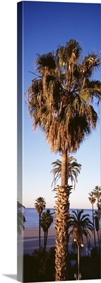 Palm Trees Los Angeles CA
