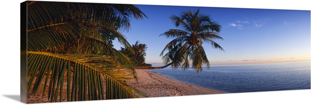 Palm Trees Matira Beach Bora Bora