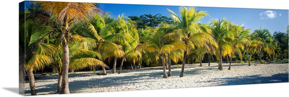Palm Trees, Negril, Jamaica