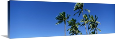 Palm Trees Oahu HI
