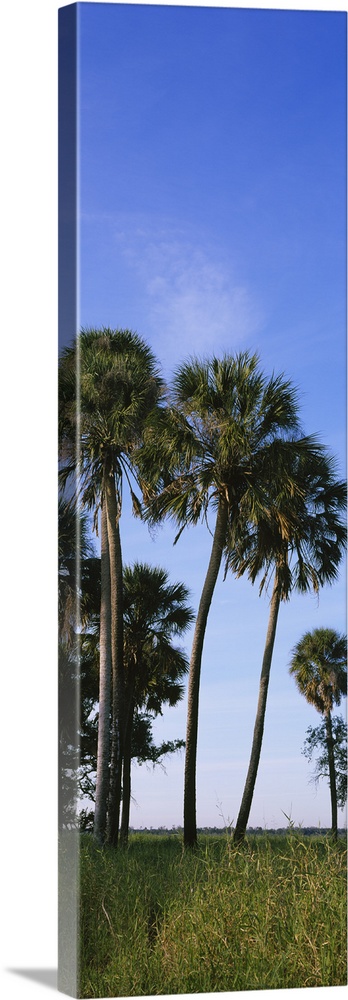Palm trees on a landscape, Myakka River State Park, Sarasota, Florida