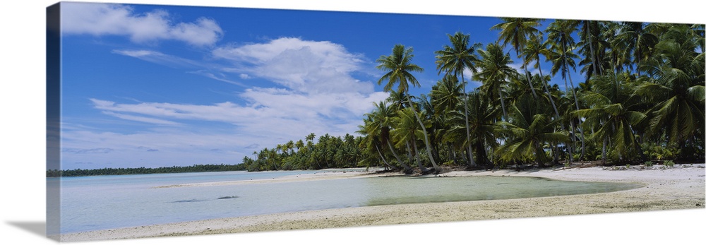 Palm trees on an island, Rangiroa, French Polynesia