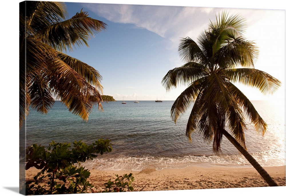 Palm trees on beach at sunset, Culebra Island, Puerto Rico