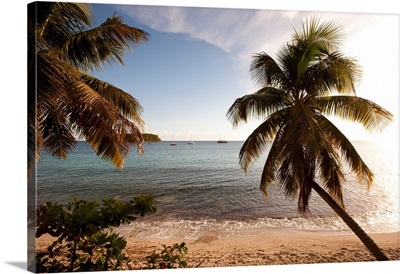 Palm trees on beach at sunset, Culebra Island, Puerto Rico