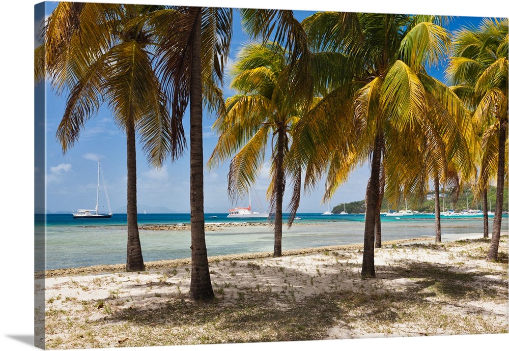 Palm trees on beach, Britannia Bay, Mustique, Saint Vincent And The Grenadines