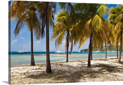 Palm trees on beach, Britannia Bay, Mustique, Saint Vincent And The Grenadines
