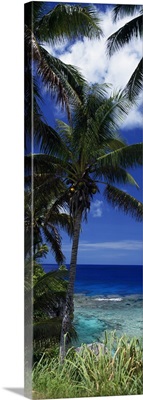 Palm trees on island coast, blue ocean water, Nive Island, South Pacific