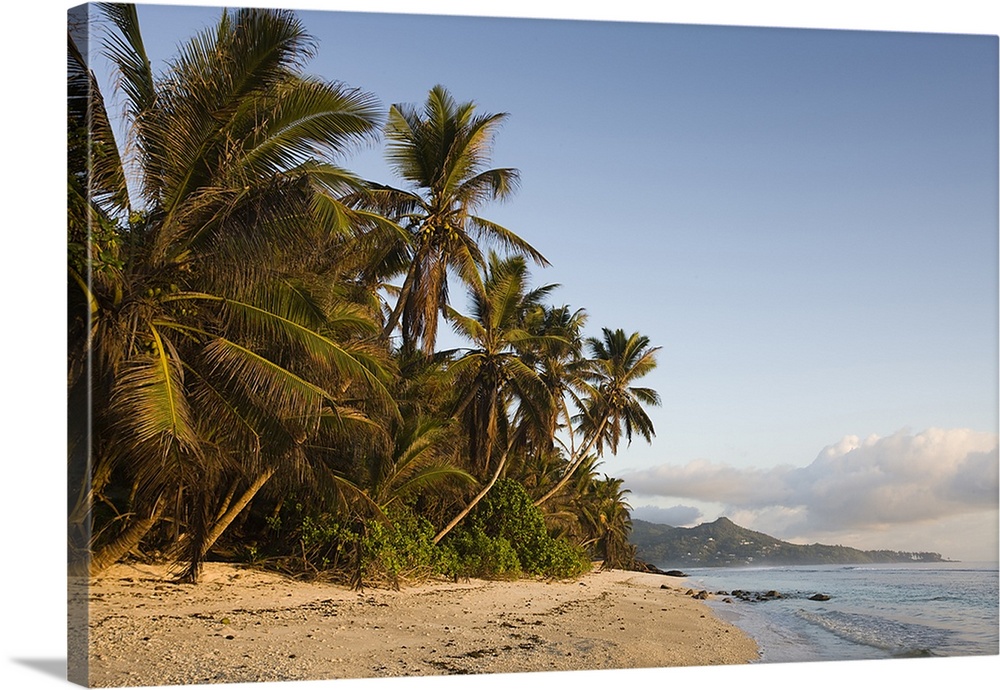 Palm trees on the beach, Anse Marie Louise Beach, Mahe Island, Seychelles