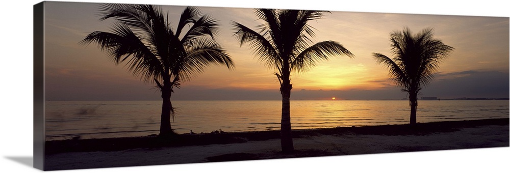 Palm trees on the beach at dusk, Miami, Miami-Dade County, Florida Wall ...