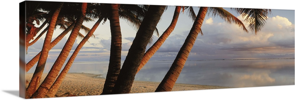 Palm trees on the beach at sunset, Rarotonga, Cook Islands